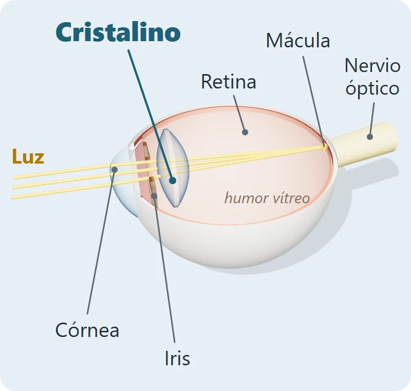 Ilustración 3D de un ojo abierto por la mitad: la luz atraviesa la córnea, la pupila y el cristalino y se enfoca en la mácula de la retina