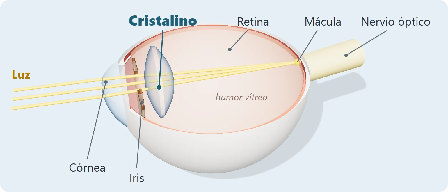Ilustración 3D de un ojo abierto por la mitad: la luz atraviesa la córnea, la pupila y el cristalino y se enfoca en la mácula de la retina